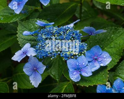Hortensia macrophylla cular. Stockfoto