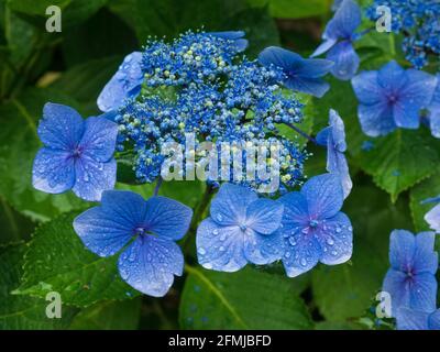 Hortensia macrophylla cular. Stockfoto
