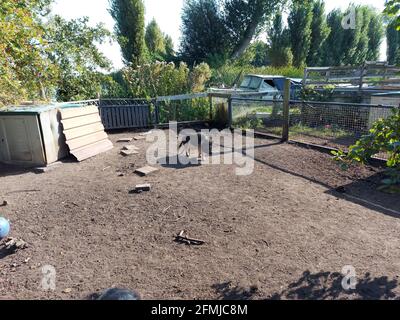 Eber mit Topfbauchigen im Garten eines Bauernhofes in Nieuwerkerk In den Niederlanden Stockfoto