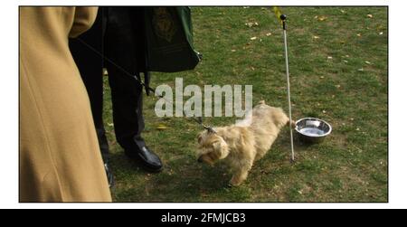 Westminster Dog of the Year.....Denzil der Norfolk Terrier von Viscount Colville of Culross. Pic David Sandison 20/10/2003 Stockfoto