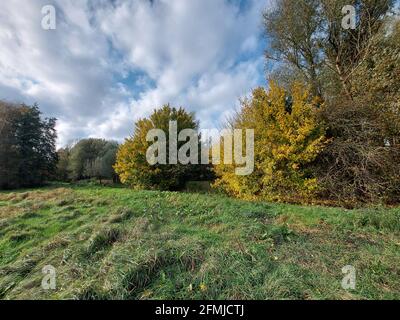 Wolken auf bunten Herbstblättern im Nessebos-Wald dazwischen Oud Verlaat en Rotterdam in den Niederlanden Stockfoto