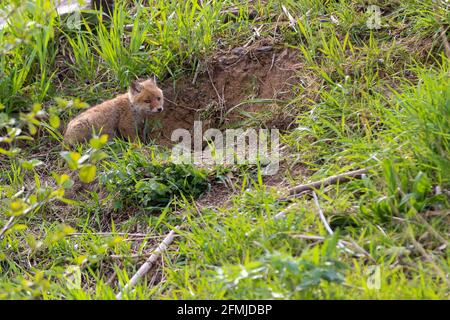Junger Fuchs (Vulpes vulpes) von einigen Wochen alt entdeckt die Welt und übt seine Jagdkünste, um in der großen Welt zu überleben. Stockfoto