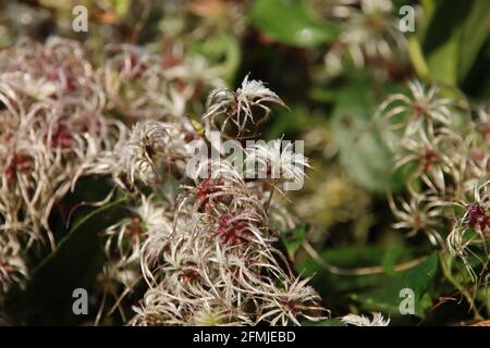 Behaarte Blätter einer verblassten Pflanze in einer Hecke Der Garten Stockfoto