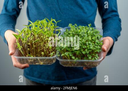 Halten Sie das Microgreen in den Händen. Kraut, Daikon und Rettich Sämlinge. Sprossen. Urban Gardening. Vegane Bio-Lebensmittel. Nützliche Vitamine. Wachstum bei Stockfoto