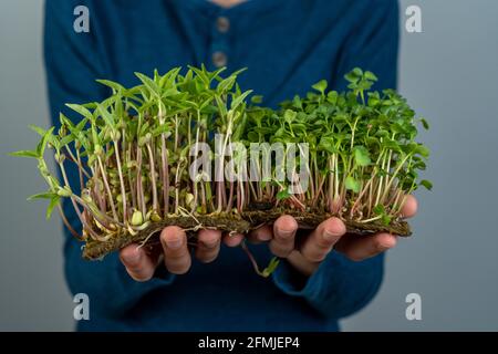 Halten Sie das Microgreen in den Händen. Kraut, Daikon und Rettich Sämlinge. Sprossen. Urban Gardening. Vegane Bio-Lebensmittel. Nützliche Vitamine. Wachstum bei Stockfoto