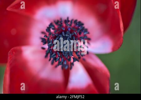 Wunderschöne, verschwommene Nahaufnahme der zarten frühlingsroten Anemonblüte (Anemonastrum) mit schwarzen Anthern und Staubgefäßen, Ballinter, Dublin, Irland Stockfoto