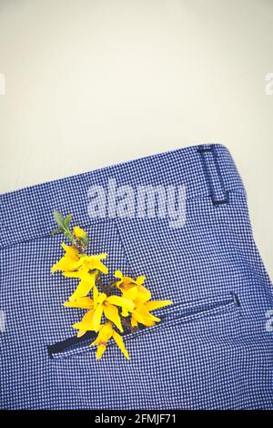 Gelbe Forsythia Blüten (Forsythia Intermedia) in der Tasche aus schwarz-weiß karierter Hose. Konzept von optimistisch, glücklich, positiv, Frühling Stockfoto