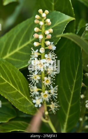 Schöne vertikale Nahaufnahme des Frühlings von weiß blühenden Lorbeer (Prunus laurocerasus) in Marlay Park, Dublin, Irland. Weicher und selektiver Fokus Stockfoto