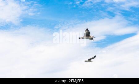 Low-Angle-Aufnahme von zwei Möwen, die im Wolken fliegen Himmel Stockfoto