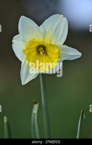 Wunderschöne vertikale Makroansicht einer einzigen frühlingshaften weißen Narzissusblüte (Narcissus) mit gelber Korona im Marlay Park, Dublin, Irland Stockfoto