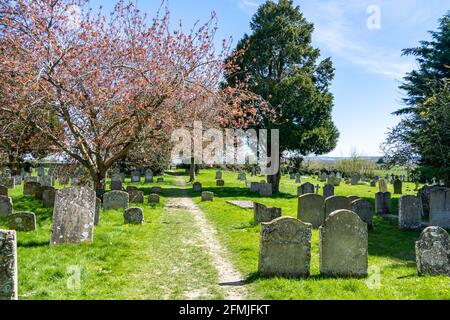 Alter englischer Friedhof im Frühling mit grünem Gras, blühenden Blumen und blauem Himmel an sonnigen Tagen. Viele sehr alte Grabsteine umgeben von schönen n Stockfoto