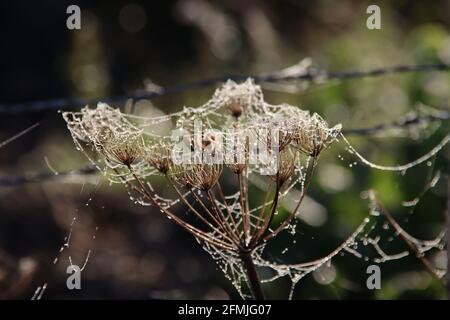 Nasses Spinnweben von Tau auf verblassten Hogweed-Blumen im Park Hitland Stockfoto