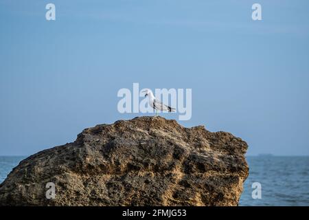 Möwe sitzt auf einem Stein gegen den blauen Himmel. Seevöter auf dem Felsen. Stockfoto