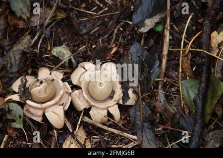 Colred Earthstar oder Geastrum Triplex Pilz in einem botanischen Garten Stockfoto