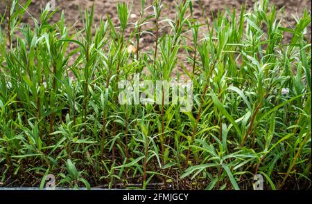 Nahaufnahme von Estragon (Artemisia dracunculus) Stockfoto