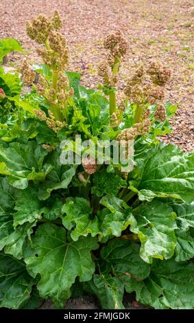 Nahaufnahme des blühenden Rhabarber (Rheum rhabarbarum) Stockfoto