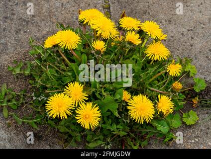 Nahaufnahme des Löwinenzapfens (Taraxacum officinale) Stockfoto