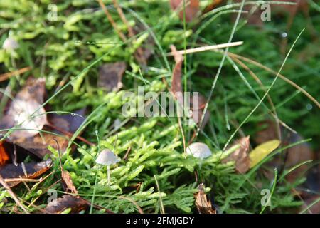 Coprinus comatus, die zottelige Tintenkappe, die Anwaltsperücke oder zottelige Mähne im botanischen Garten Stockfoto