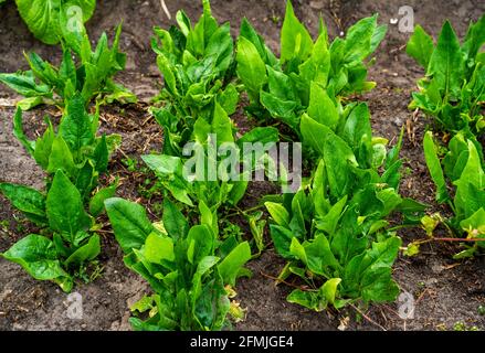 Nahaufnahme des Spinatanbaus (Spinacia oleracea) Stockfoto