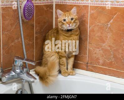 Porträt von niedlichen roten Katze. Die Ingwerkatze sitzt im Badezimmer. Stockfoto