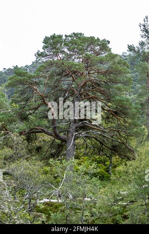 Pinus sylvestris wächst in den Highlands von Schottland Stockfoto