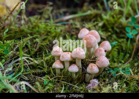 Kleine Gruppe von Schwefeltuft Hypholoma fasciculare Pilzen Hochland Schottland Stockfoto