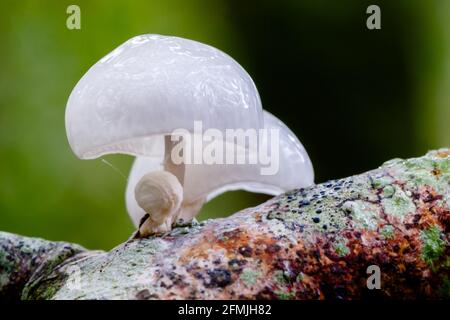 Porzellanpilz Oudemansiella mucida Pilz wächst auf einer toten Buche Baumzweig in den Highlands of Scotland Stockfoto