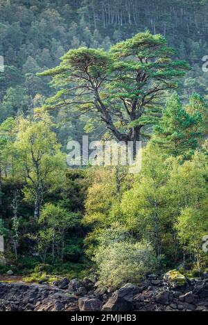 Schotten Kiefer Pinus sylvestris wächst unter den Birken auf Das Ufer des Loch Beinn a Mheadhoin in Glen Affric Im schottischen Hochland Stockfoto