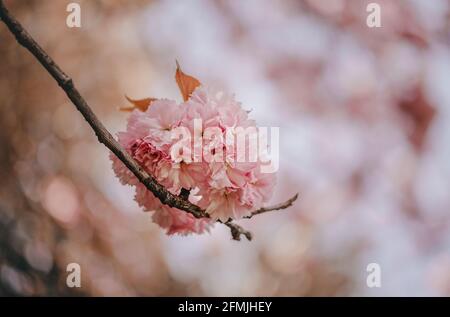 Schöne Kirschblüte, Sakura Blüte Stockfoto