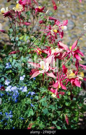 Rosa und gelbe Columbine Blume (Aquilegia- Oma Haube) auf dem Blumenmarkt. Mailand, Italien Stockfoto