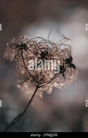 Nahaufnahme der getrockneten Pflanze, Clematis Stockfoto