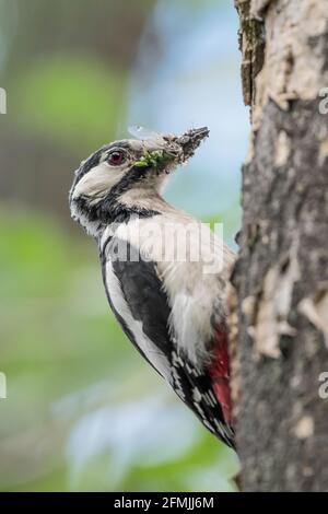 Buntspecht-Weibchen mit Insekten im Schnabel (Dendrocopos major) Stockfoto