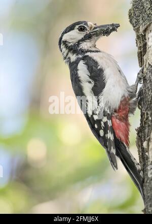 Wunderbares Porträt von Buntspecht-Weibchen auf Nest mit Insekten im Schnabel (Dendrocopos major) Stockfoto