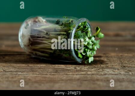 Wächst im Glasgefäß mikrogrün. Luzerne, Rettich und Kohl. Keimende Samen für vegane Öko-Lebensmittel. Hausgarten auf dem hölzernen Hintergrund Fensterbank. Stockfoto