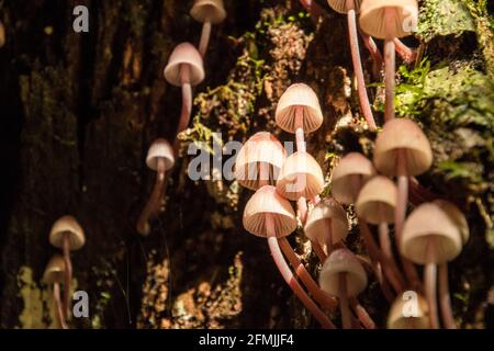 Ein großer Fleck Pilze gefunden wachsen auf der Innenseite Eines gefallenen Baumes im Regenwald während eines Busches Spazieren Sie durch das australische Buschland in NSW Stockfoto