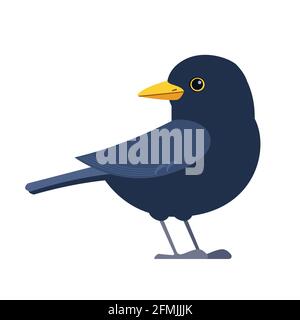 Amsel ist eine Art echter Drossel. Es wird auch Eurasische Amsel genannt. Wissenschaftlicher Name Turdus merula. Cartoon flachen Stil Charakter von Stock Vektor