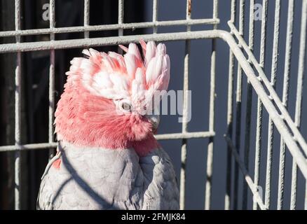 Der exotische Rosa Kakadu-GALAH, ein australischer Gefangener Papagei. Stockfoto