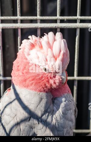 Der exotische Rosa Kakadu-GALAH, ein australischer Gefangener Papagei. Stockfoto