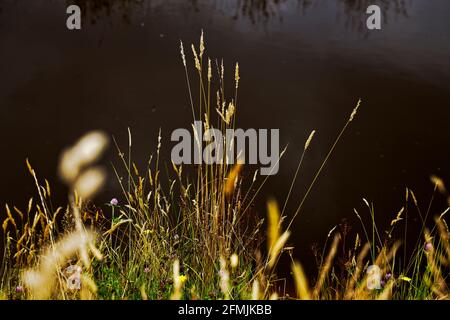 Sommergräser blühen neben einem Teich mit Himmelsreflexen im Hintergrund. Stockfoto