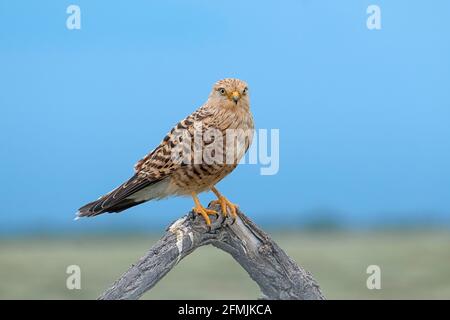 Greater Kestrel (Falco rupicoloides) thront auf einem Baumstamm. Etosha Nationalpark, Namibia, Afrika Stockfoto