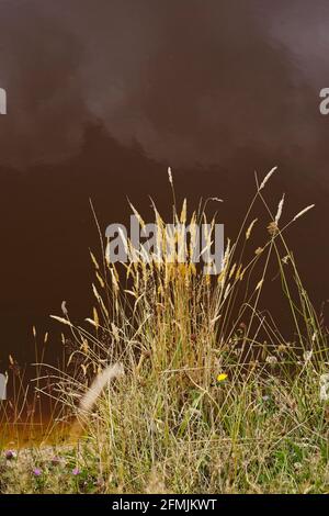 Sommergräser mit Saatköpfen neben einem Teich mit dunkler Reflexion im Hintergrund. Stockfoto