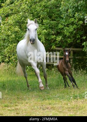 Eine schöne Stute und Fohlen zusammen in einem Paddock. Stockfoto