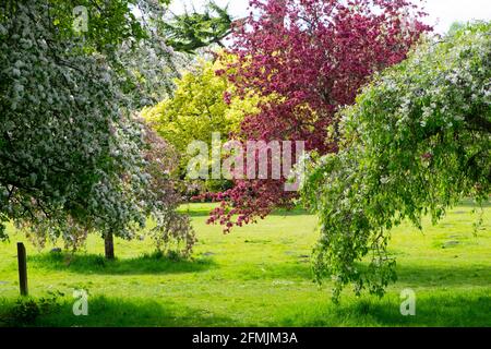 Schöne Bäume blühen im Frühling in der Bute Park Landschaft Mai 2021 Cardiff Wales Großbritannien Großbritannien KATHY DEWITT Stockfoto