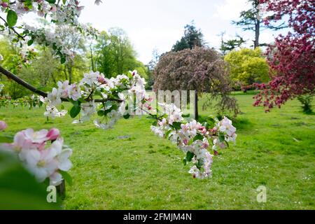 Schöne Bäume und Apfel- oder Kirschbäume in Blütenblüten in der Bute Park Landschaft im Frühjahr Mai 2021 Cardiff Wales Großbritannien KATHY DEWITT Stockfoto