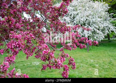 Schöne Bäume blühen im Frühling in der Bute Park Landschaft Mai 2021 Cardiff Wales Großbritannien Großbritannien KATHY DEWITT Stockfoto