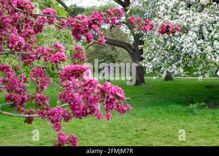 Schöne Bäume blühen im Frühling in der Bute Park Landschaft Mai 2021 Cardiff Wales Großbritannien Großbritannien KATHY DEWITT Stockfoto