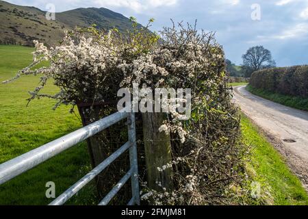 Schlehdorn in Blüte mit Caer Caradoc im Hintergrund, Shropshire Hills AONB, in der Nähe von Church Stretton, Shropshire Stockfoto