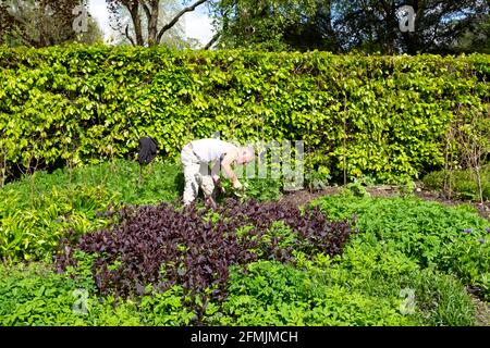 Gärtner arbeitet im Garten in der krautigen Grenze im Bute Park Mai 2021 Frühjahrsteilung Unkrautverpflanzungen Cardiff Wales UK KATHY DEWITT Stockfoto