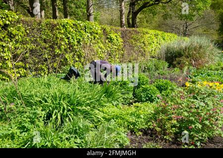 Gärtnerin Frau im Bute Park an der krautigen Grenze Mai 2021 Frühjahrsteilung Unkrautverpflanzungen Cardiff Wales UK KATHY DEWITT Stockfoto