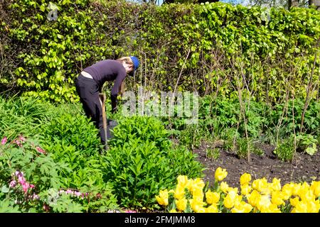 Gärtner arbeitet im Garten in der krautigen Grenze im Bute Park Mai 2021 Frühjahrsteilung Unkrautverpflanzungen Cardiff Wales UK KATHY DEWITT Stockfoto